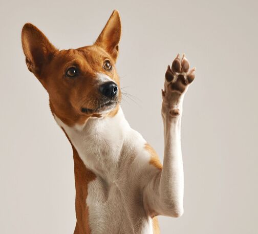 Basenji with left front paw up