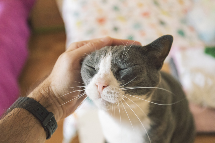 Happy Cat