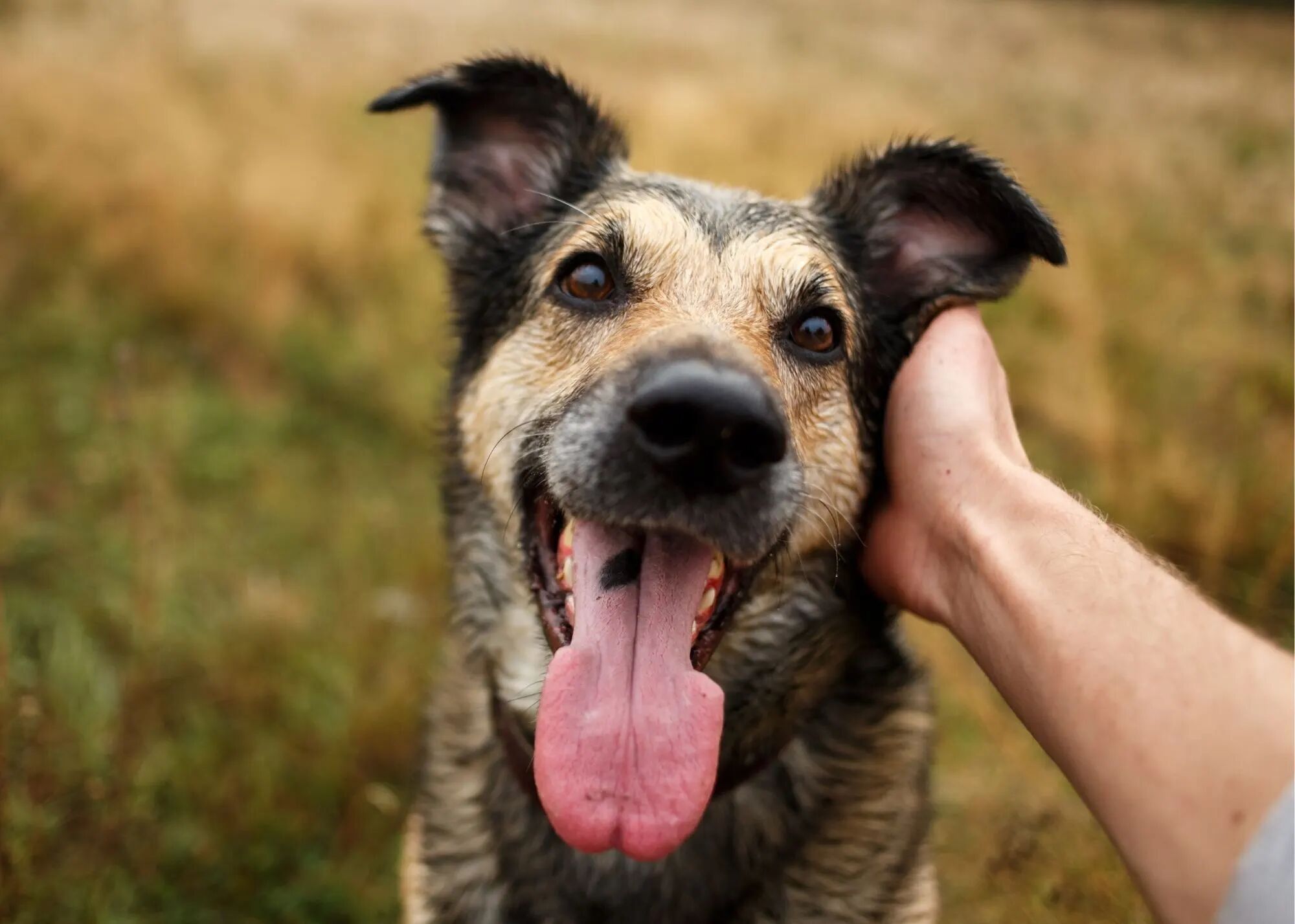 Happy Dog