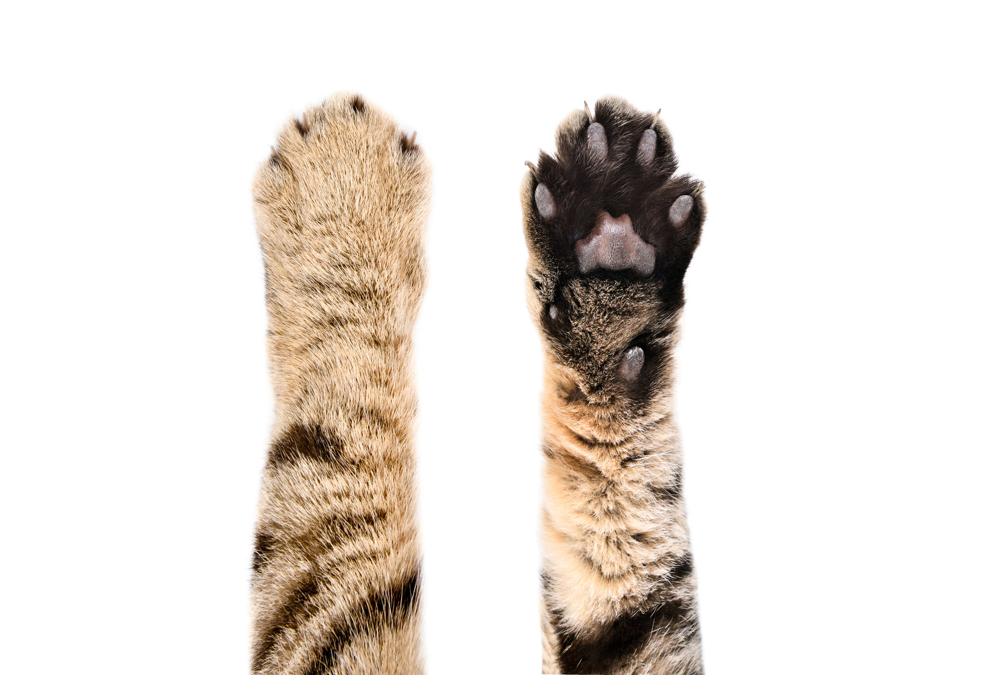 Paws of a brown tabby cat